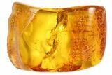 Fossil Cranefly In Baltic Amber #81709-1